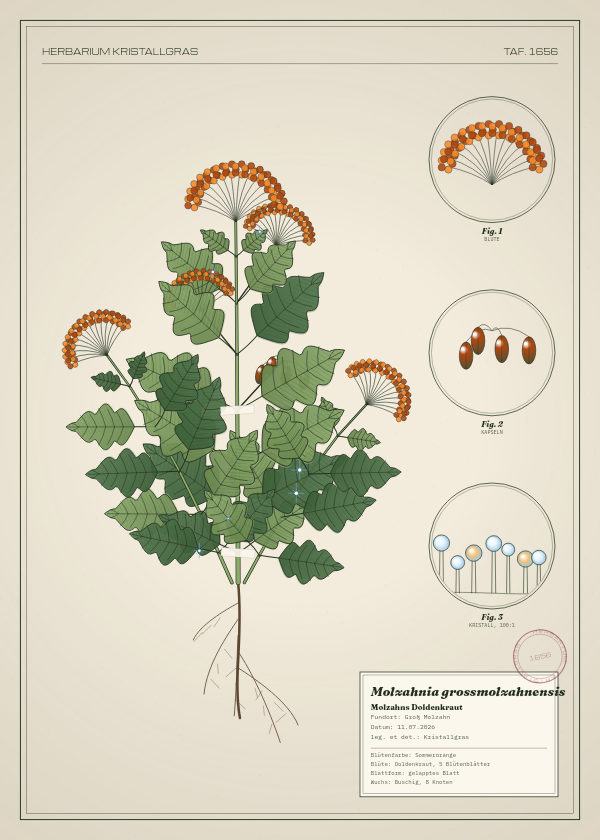 Botanische Tafel: Molzahnia grossmolzahnensis, eine erfundene Pflanze aus Groß Molzahn, gezeichnet wie in einem alten Pflanzenatlas