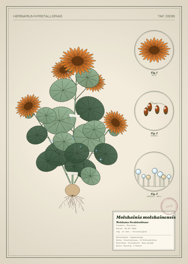 Botanische Tafel: Molzhainia molzhainensis, eine erfundene Pflanze aus Molzhain, gezeichnet wie in einem alten Pflanzenatlas