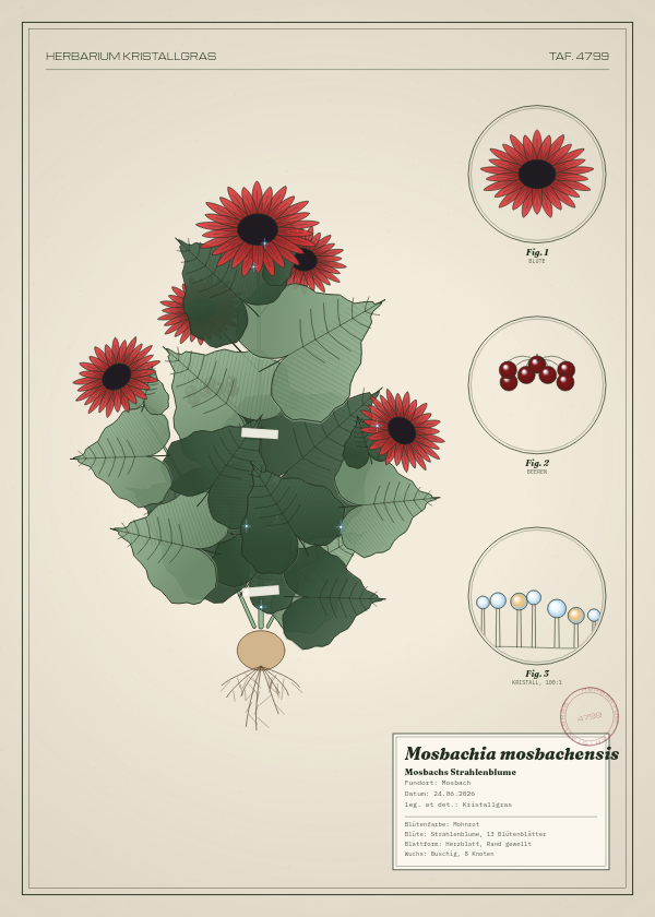 Botanische Tafel: Mosbachia mosbachensis, eine erfundene Pflanze aus Mosbach, gezeichnet wie in einem alten Pflanzenatlas