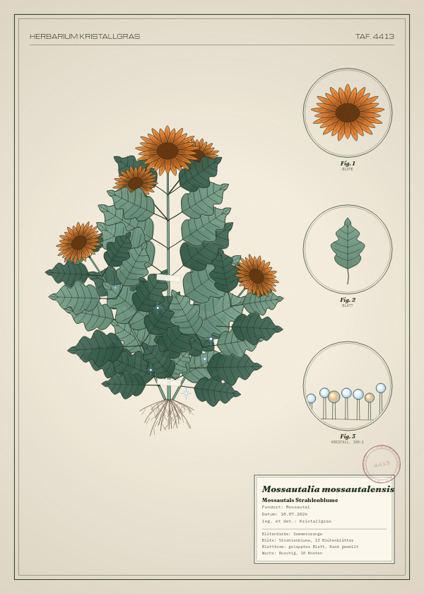 Botanische Tafel: Mossautalia mossautalensis, eine erfundene Pflanze aus Mossautal, gezeichnet wie in einem alten Pflanzenatlas