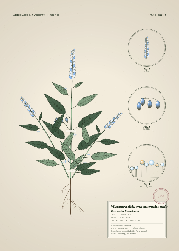 Botanische Tafel: Matzerathia matzerathensis, eine erfundene Pflanze aus Matzerath, gezeichnet wie in einem alten Pflanzenatlas