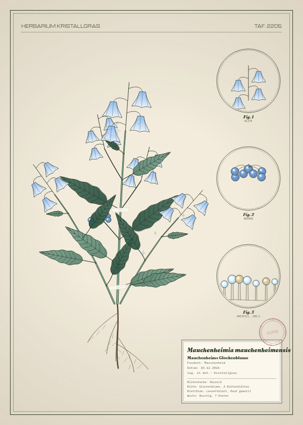 Botanische Tafel: Mauchenheimia mauchenheimensis, eine erfundene Pflanze aus Mauchenheim, gezeichnet wie in einem alten Pflanzenatlas