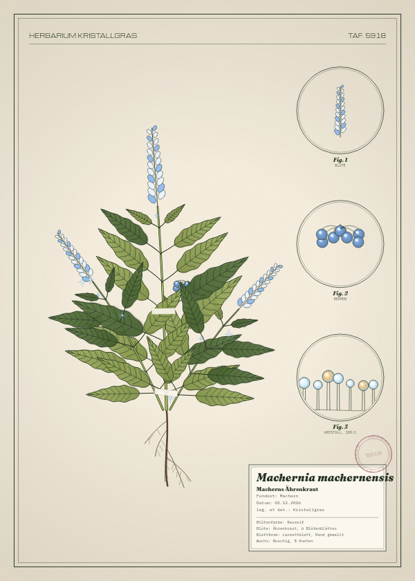 Botanische Tafel: Machernia machernensis, eine erfundene Pflanze aus Machern, gezeichnet wie in einem alten Pflanzenatlas