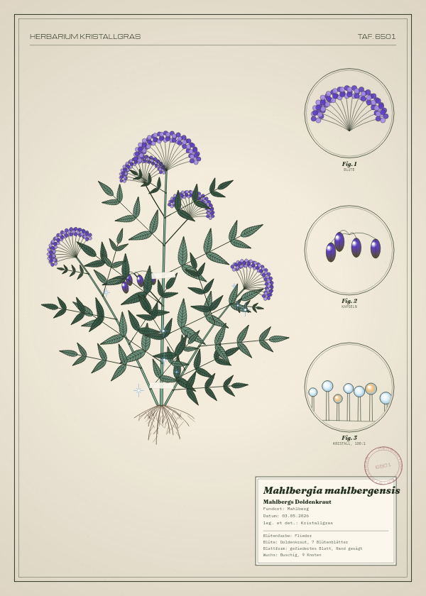 Botanische Tafel: Mahlbergia mahlbergensis, eine erfundene Pflanze aus Mahlberg, gezeichnet wie in einem alten Pflanzenatlas