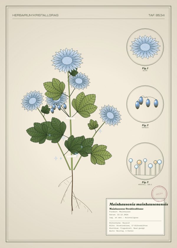 Botanische Tafel: Mainhausenia mainhausenensis, eine erfundene Pflanze aus Mainhausen, gezeichnet wie in einem alten Pflanzenatlas