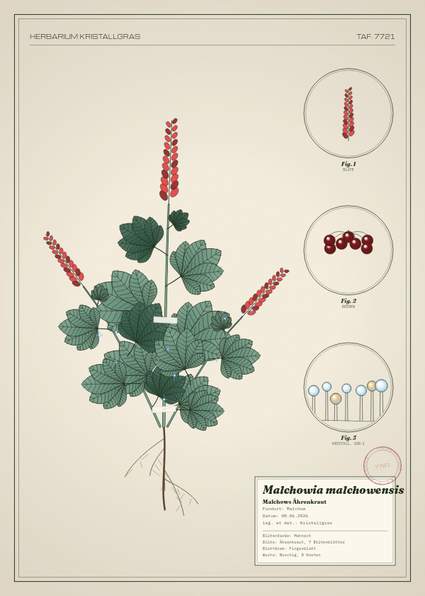 Botanische Tafel: Malchowia malchowensis, eine erfundene Pflanze aus Malchow, gezeichnet wie in einem alten Pflanzenatlas