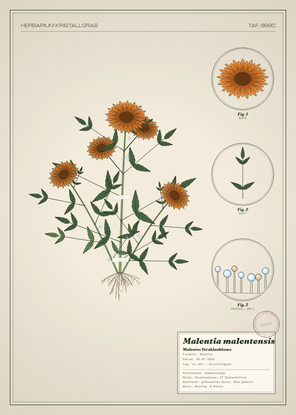 Botanische Tafel: Malentia malentensis, eine erfundene Pflanze aus Malente, gezeichnet wie in einem alten Pflanzenatlas