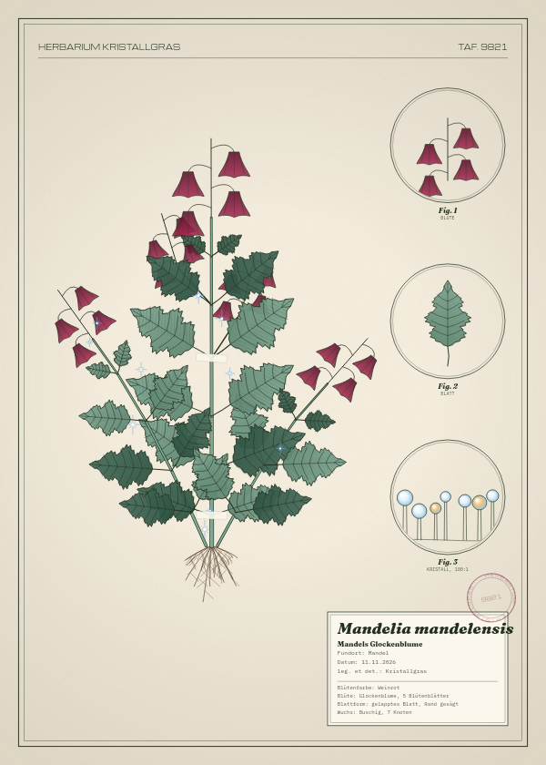 Botanische Tafel: Mandelia mandelensis, eine erfundene Pflanze aus Mandel, gezeichnet wie in einem alten Pflanzenatlas