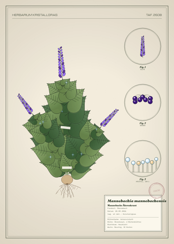 Botanische Tafel: Mannebachia mannebachensis, eine erfundene Pflanze aus Mannebach, gezeichnet wie in einem alten Pflanzenatlas