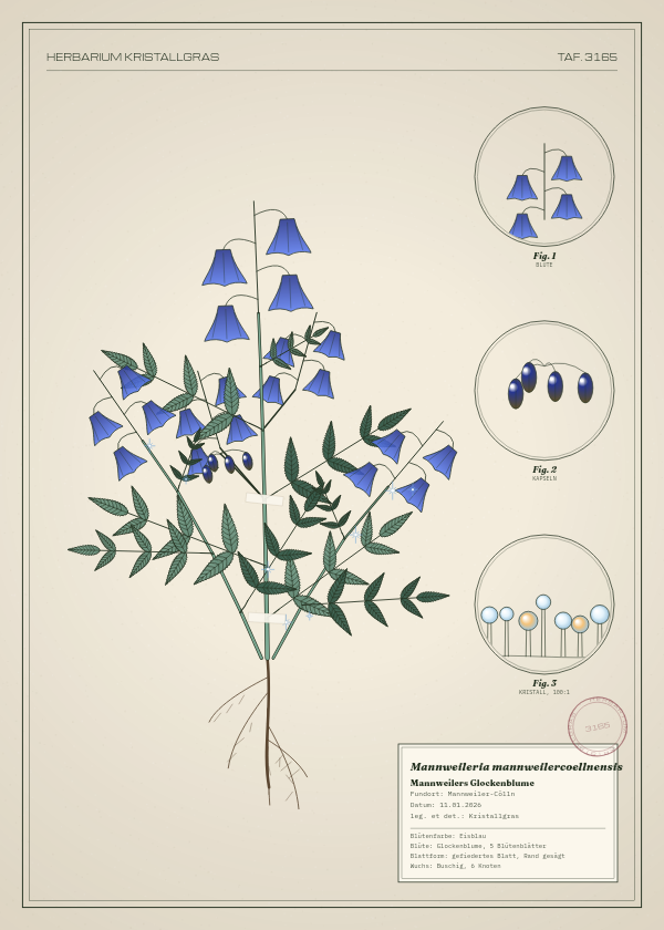 Botanische Tafel: Mannweileria mannweilercoellnensis, eine erfundene Pflanze aus Mannweiler-Cölln, gezeichnet wie in einem alten Pflanzenatlas