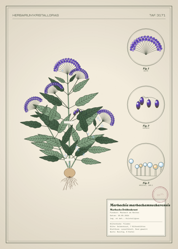 Botanische Tafel: Marbachia marbachamneckarensis, eine erfundene Pflanze aus Marbach am Neckar, gezeichnet wie in einem alten Pflanzenatlas