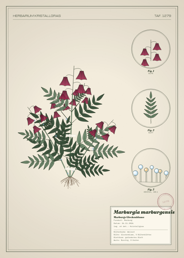 Botanische Tafel: Marburgia marburgensis, eine erfundene Pflanze aus Marburg, gezeichnet wie in einem alten Pflanzenatlas