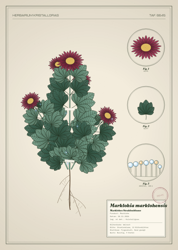 Botanische Tafel: Marklohia marklohensis, eine erfundene Pflanze aus Marklohe, gezeichnet wie in einem alten Pflanzenatlas