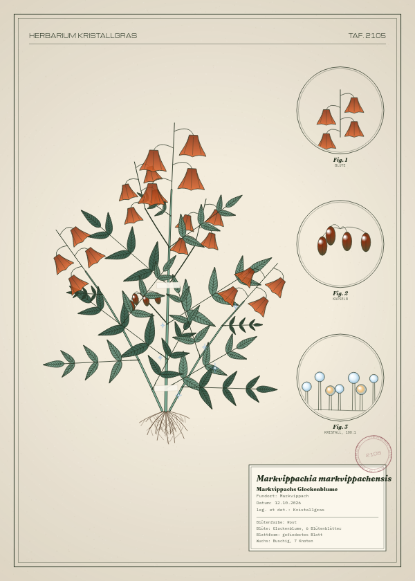 Botanische Tafel: Markvippachia markvippachensis, eine erfundene Pflanze aus Markvippach, gezeichnet wie in einem alten Pflanzenatlas