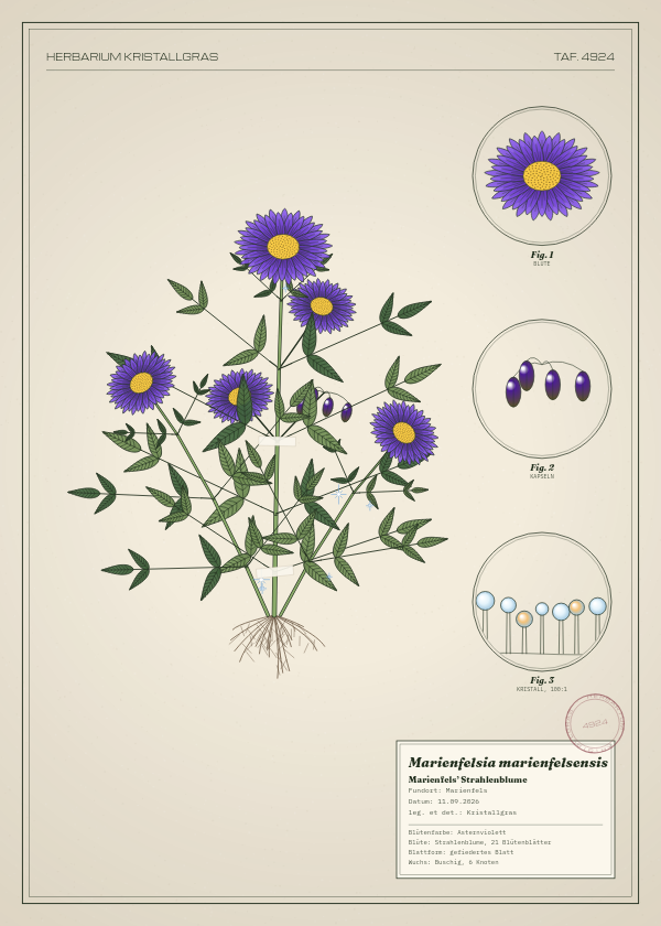 Botanische Tafel: Marienfelsia marienfelsensis, eine erfundene Pflanze aus Marienfels, gezeichnet wie in einem alten Pflanzenatlas