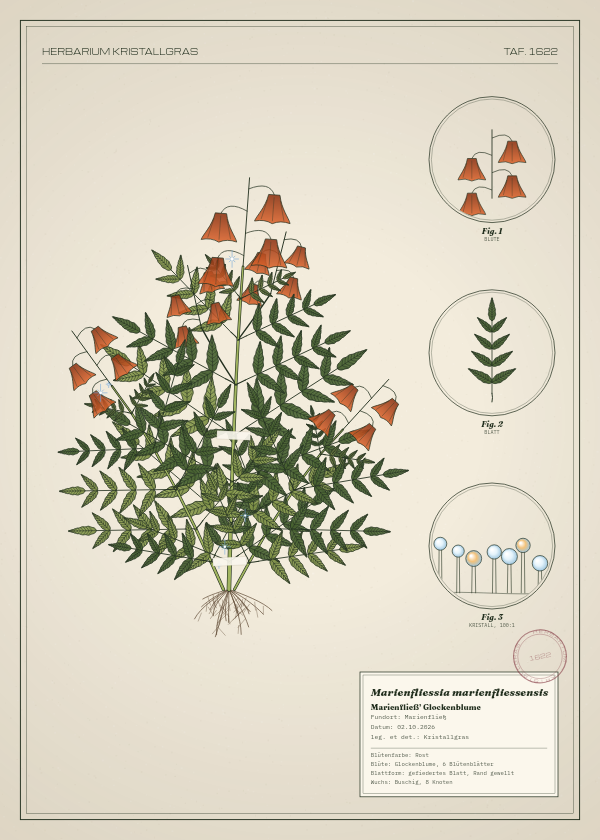 Botanische Tafel: Marienfliessia marienfliessensis, eine erfundene Pflanze aus Marienfließ, gezeichnet wie in einem alten Pflanzenatlas