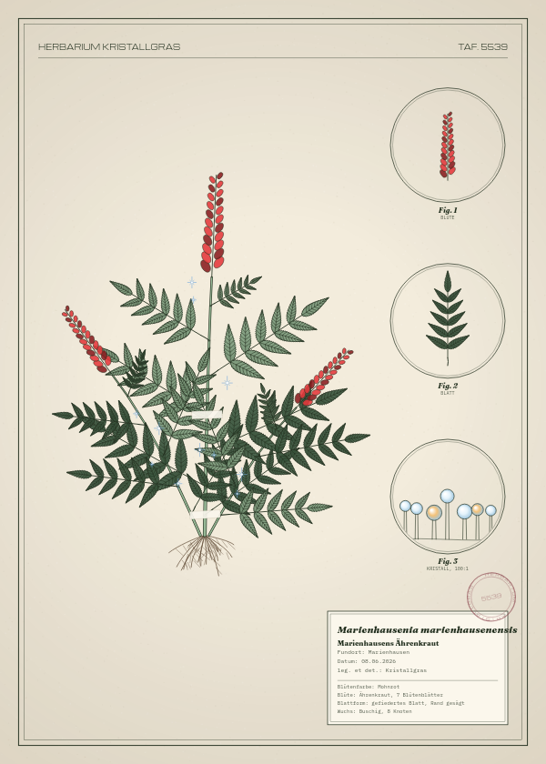 Botanische Tafel: Marienhausenia marienhausenensis, eine erfundene Pflanze aus Marienhausen, gezeichnet wie in einem alten Pflanzenatlas