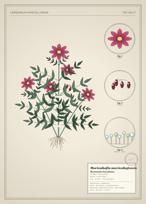 Botanische Tafel: Marienhafia marienhafensis, eine erfundene Pflanze aus Marienhafe, gezeichnet wie in einem alten Pflanzenatlas
