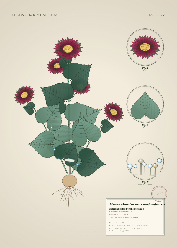 Botanische Tafel: Marienheidia marienheidensis, eine erfundene Pflanze aus Marienheide, gezeichnet wie in einem alten Pflanzenatlas