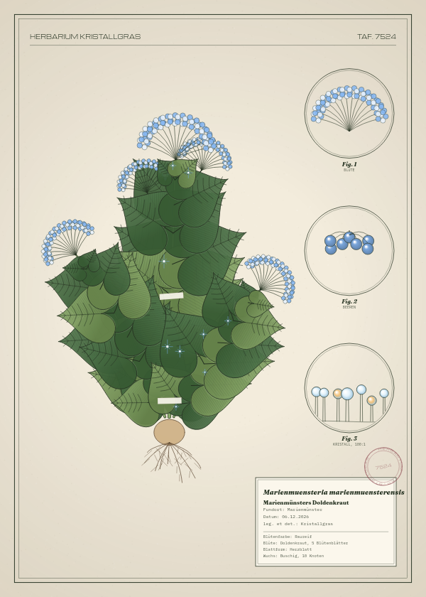 Botanische Tafel: Marienmuensteria marienmuensterensis, eine erfundene Pflanze aus Marienmünster, gezeichnet wie in einem alten Pflanzenatlas
