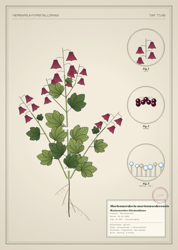 Botanische Tafel: Marienwerderia marienwerderensis, eine erfundene Pflanze aus Marienwerder, gezeichnet wie in einem alten Pflanzenatlas