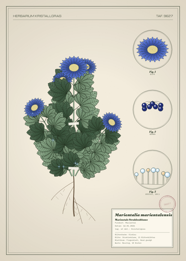 Botanische Tafel: Marientalia marientalensis, eine erfundene Pflanze aus Mariental, gezeichnet wie in einem alten Pflanzenatlas