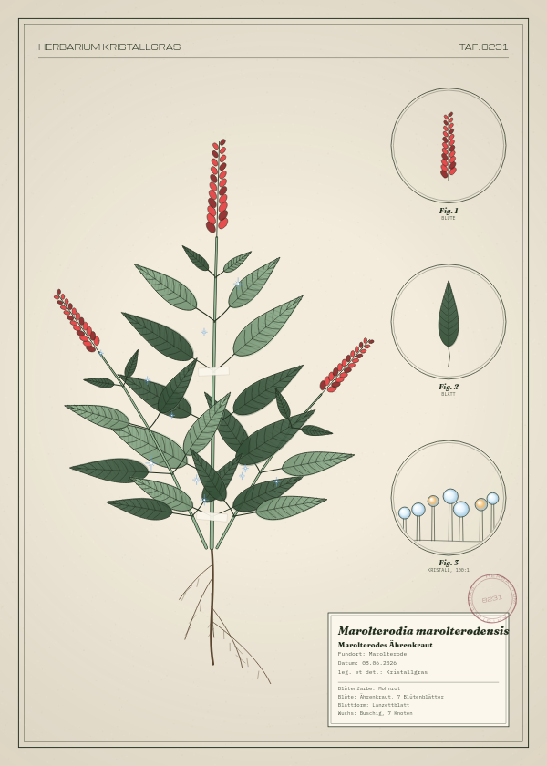 Botanische Tafel: Marolterodia marolterodensis, eine erfundene Pflanze aus Marolterode, gezeichnet wie in einem alten Pflanzenatlas