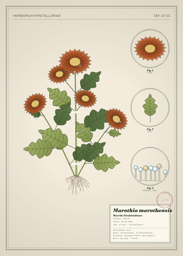 Botanische Tafel: Marothia marothensis, eine erfundene Pflanze aus Maroth, gezeichnet wie in einem alten Pflanzenatlas