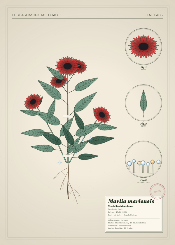 Botanische Tafel: Marlia marlensis, eine erfundene Pflanze aus Marl, gezeichnet wie in einem alten Pflanzenatlas
