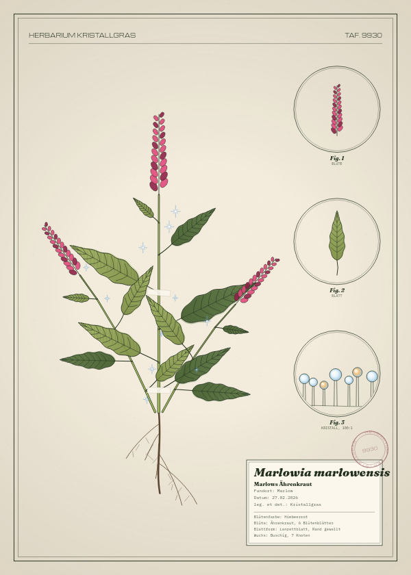 Botanische Tafel: Marlowia marlowensis, eine erfundene Pflanze aus Marlow, gezeichnet wie in einem alten Pflanzenatlas
