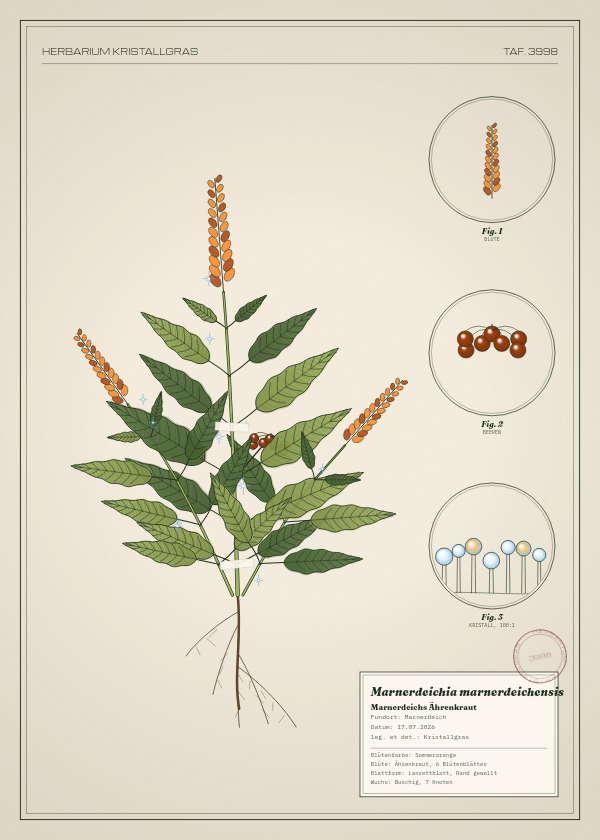 Botanische Tafel: Marnerdeichia marnerdeichensis, eine erfundene Pflanze aus Marnerdeich, gezeichnet wie in einem alten Pflanzenatlas