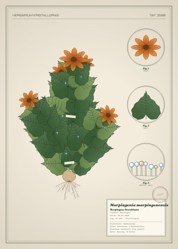 Botanische Tafel: Marpingenia marpingenensis, eine erfundene Pflanze aus Marpingen, gezeichnet wie in einem alten Pflanzenatlas