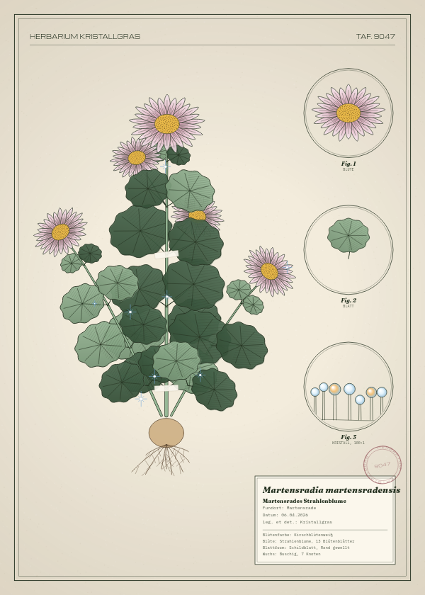 Botanische Tafel: Martensradia martensradensis, eine erfundene Pflanze aus Martensrade, gezeichnet wie in einem alten Pflanzenatlas