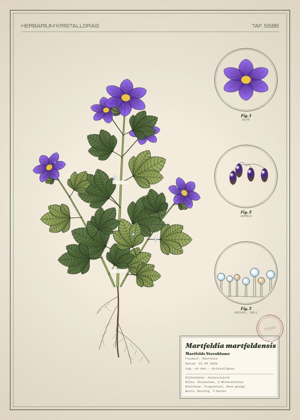 Botanische Tafel: Martfeldia martfeldensis, eine erfundene Pflanze aus Martfeld, gezeichnet wie in einem alten Pflanzenatlas