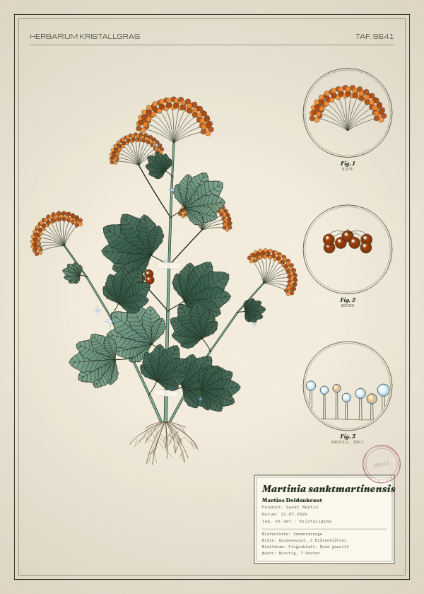 Botanische Tafel: Martinia sanktmartinensis, eine erfundene Pflanze aus Sankt Martin, gezeichnet wie in einem alten Pflanzenatlas