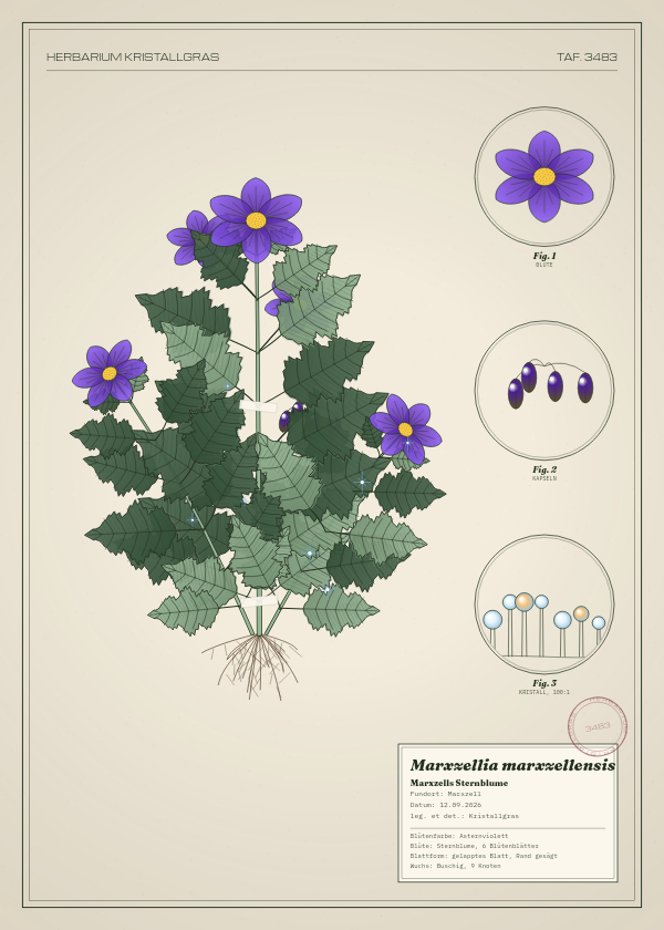 Botanische Tafel: Marxzellia marxzellensis, eine erfundene Pflanze aus Marxzell, gezeichnet wie in einem alten Pflanzenatlas