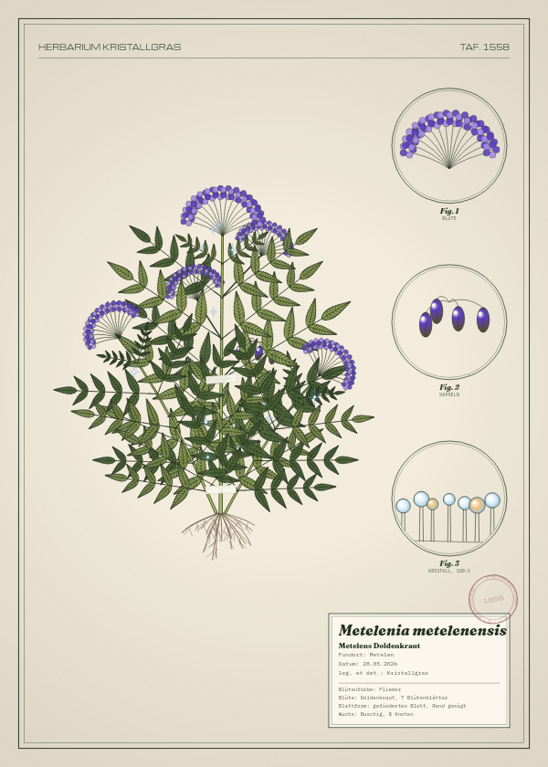 Botanische Tafel: Metelenia metelenensis, eine erfundene Pflanze aus Metelen, gezeichnet wie in einem alten Pflanzenatlas