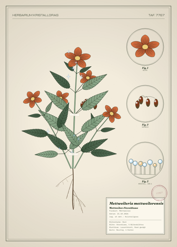 Botanische Tafel: Mettweileria mettweilerensis, eine erfundene Pflanze aus Mettweiler, gezeichnet wie in einem alten Pflanzenatlas