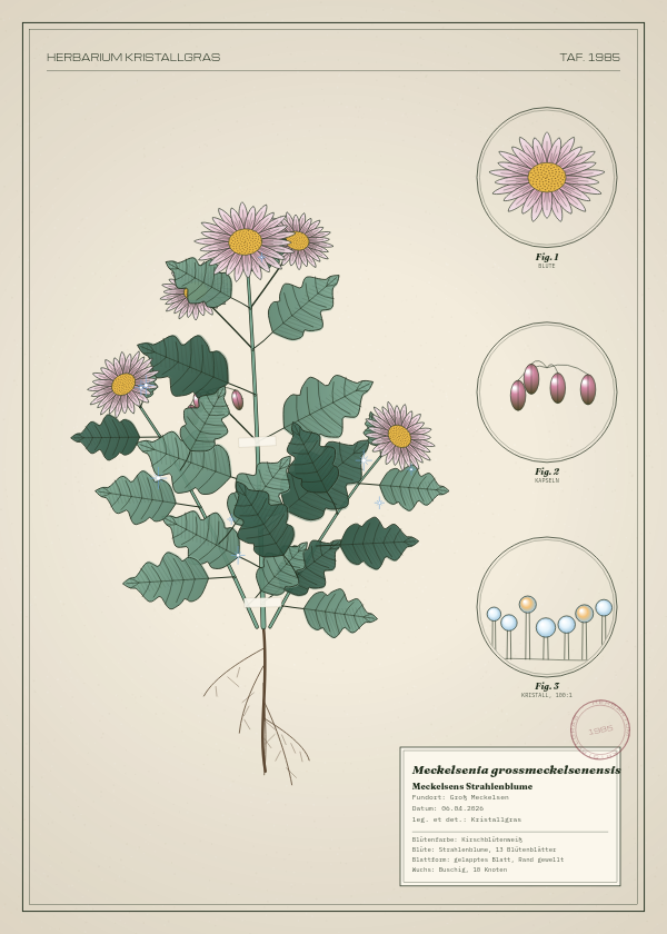 Botanische Tafel: Meckelsenia grossmeckelsenensis, eine erfundene Pflanze aus Groß Meckelsen, gezeichnet wie in einem alten Pflanzenatlas