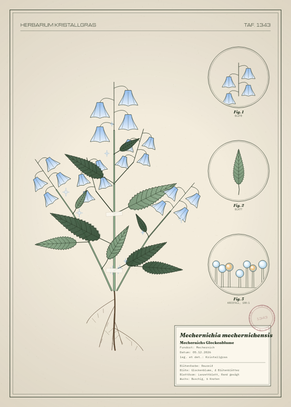 Botanische Tafel: Mechernichia mechernichensis, eine erfundene Pflanze aus Mechernich, gezeichnet wie in einem alten Pflanzenatlas