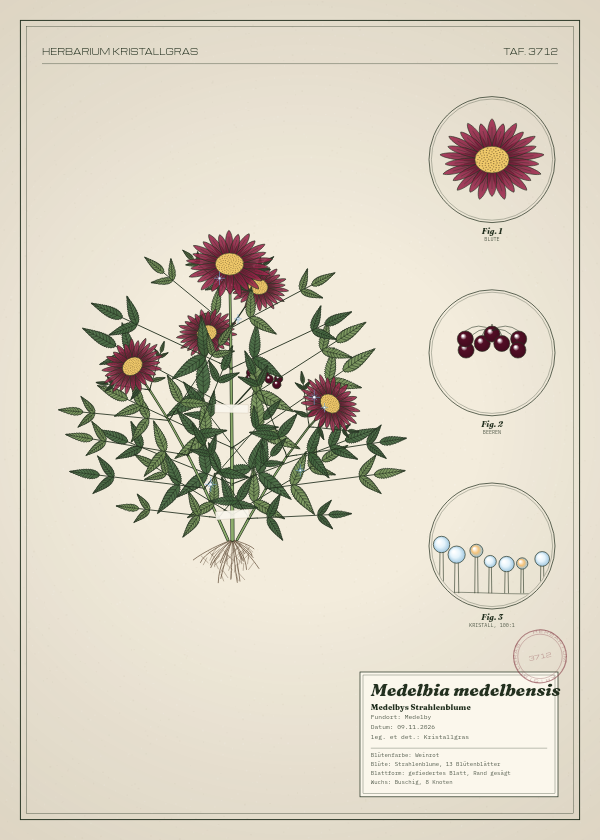 Botanische Tafel: Medelbia medelbensis, eine erfundene Pflanze aus Medelby, gezeichnet wie in einem alten Pflanzenatlas