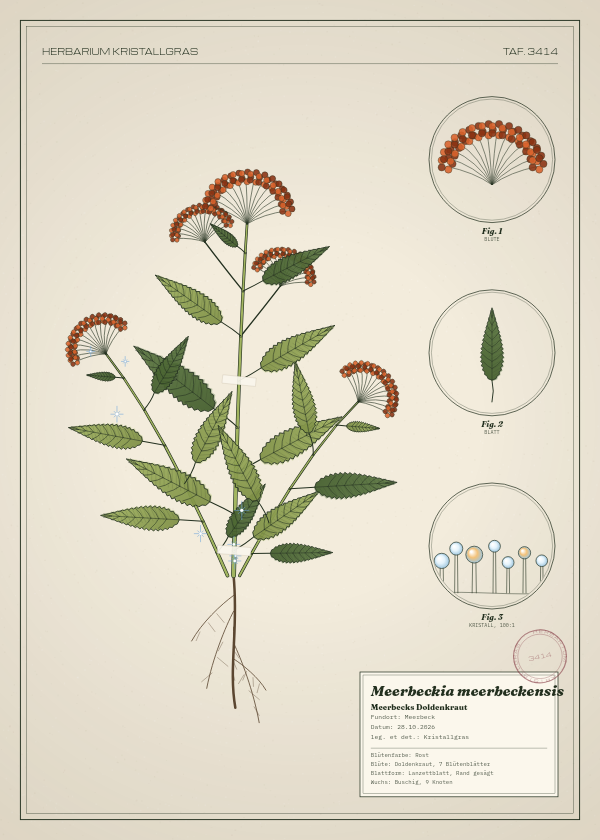Botanische Tafel: Meerbeckia meerbeckensis, eine erfundene Pflanze aus Meerbeck, gezeichnet wie in einem alten Pflanzenatlas