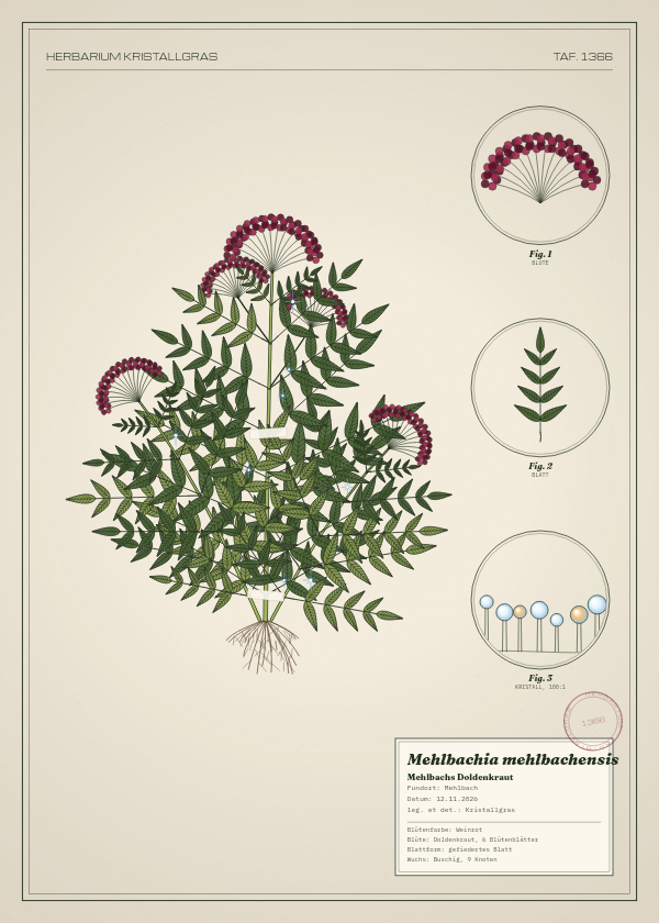 Botanische Tafel: Mehlbachia mehlbachensis, eine erfundene Pflanze aus Mehlbach, gezeichnet wie in einem alten Pflanzenatlas