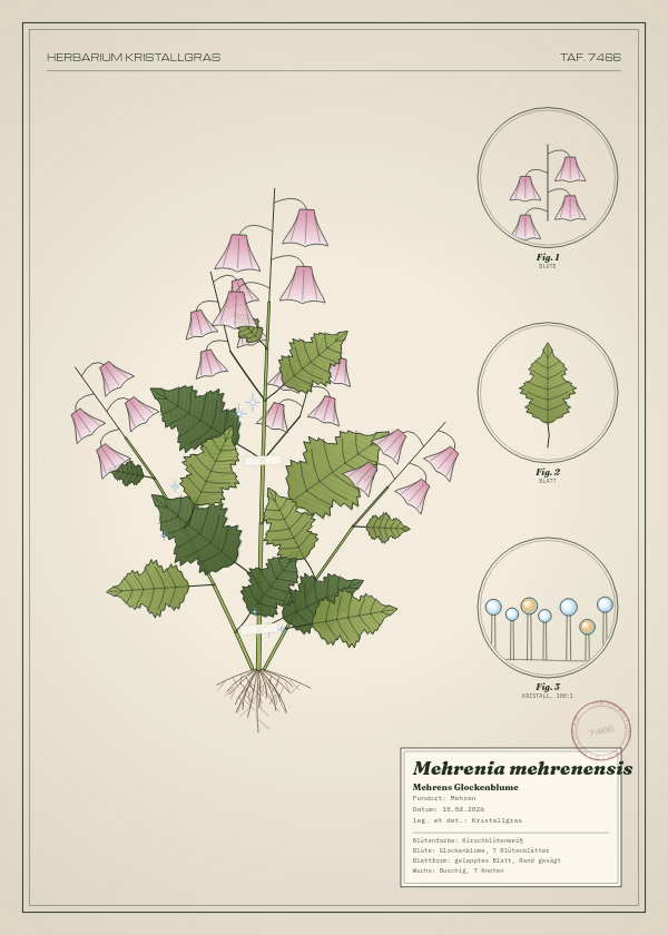 Botanische Tafel: Mehrenia mehrenensis, eine erfundene Pflanze aus Mehren, gezeichnet wie in einem alten Pflanzenatlas