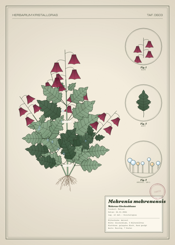 Botanische Tafel: Mehrenia mehrenensis, eine erfundene Pflanze aus Mehren, gezeichnet wie in einem alten Pflanzenatlas