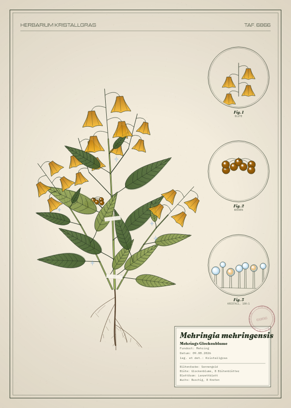 Botanische Tafel: Mehringia mehringensis, eine erfundene Pflanze aus Mehring, gezeichnet wie in einem alten Pflanzenatlas