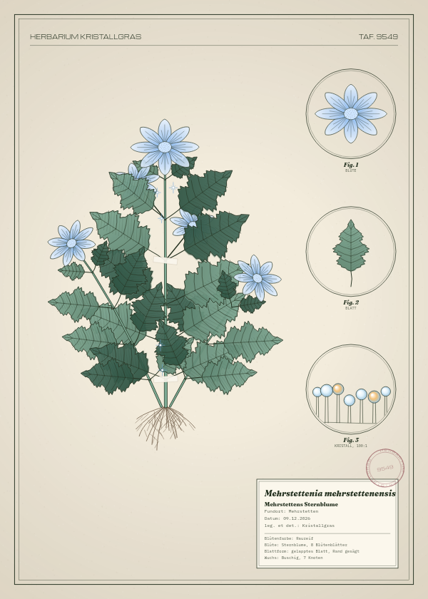 Botanische Tafel: Mehrstettenia mehrstettenensis, eine erfundene Pflanze aus Mehrstetten, gezeichnet wie in einem alten Pflanzenatlas