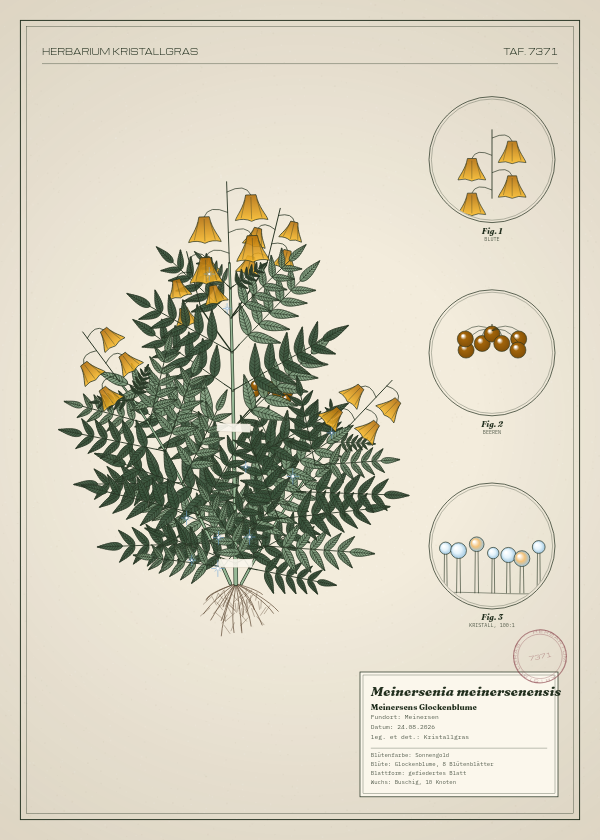 Botanische Tafel: Meinersenia meinersenensis, eine erfundene Pflanze aus Meinersen, gezeichnet wie in einem alten Pflanzenatlas