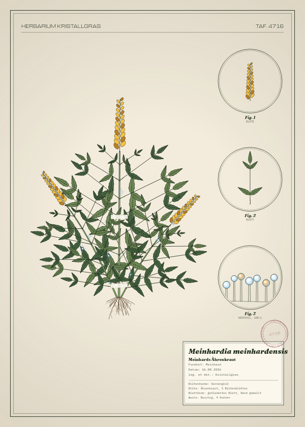 Botanische Tafel: Meinhardia meinhardensis, eine erfundene Pflanze aus Meinhard, gezeichnet wie in einem alten Pflanzenatlas