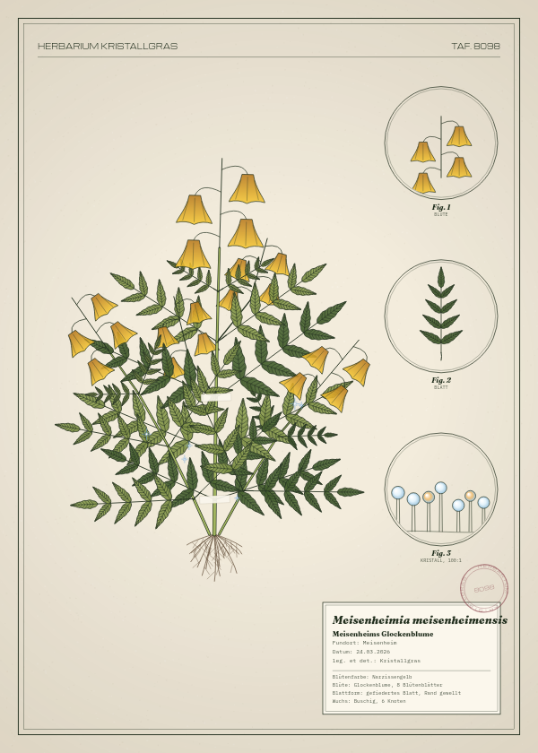 Botanische Tafel: Meisenheimia meisenheimensis, eine erfundene Pflanze aus Meisenheim, gezeichnet wie in einem alten Pflanzenatlas
